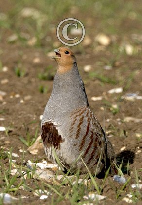 Grey Partridge  9